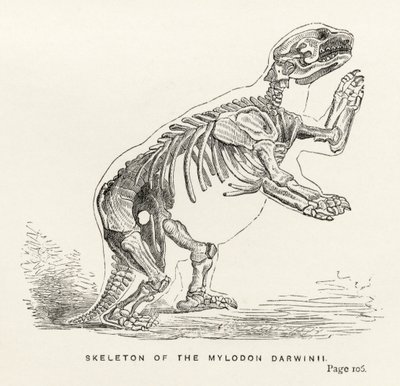Squelette du Mylodon Darwinii, de 